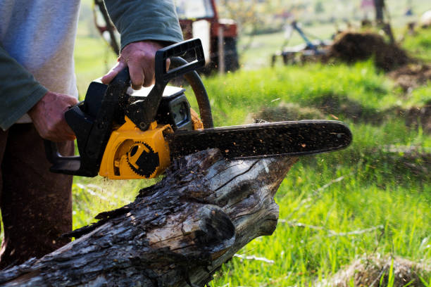 Trusted Pioneer Village, KY Tree Removal Services Experts