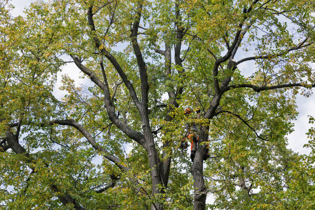  Pioneer Village, KY Tree Removal Services Pros